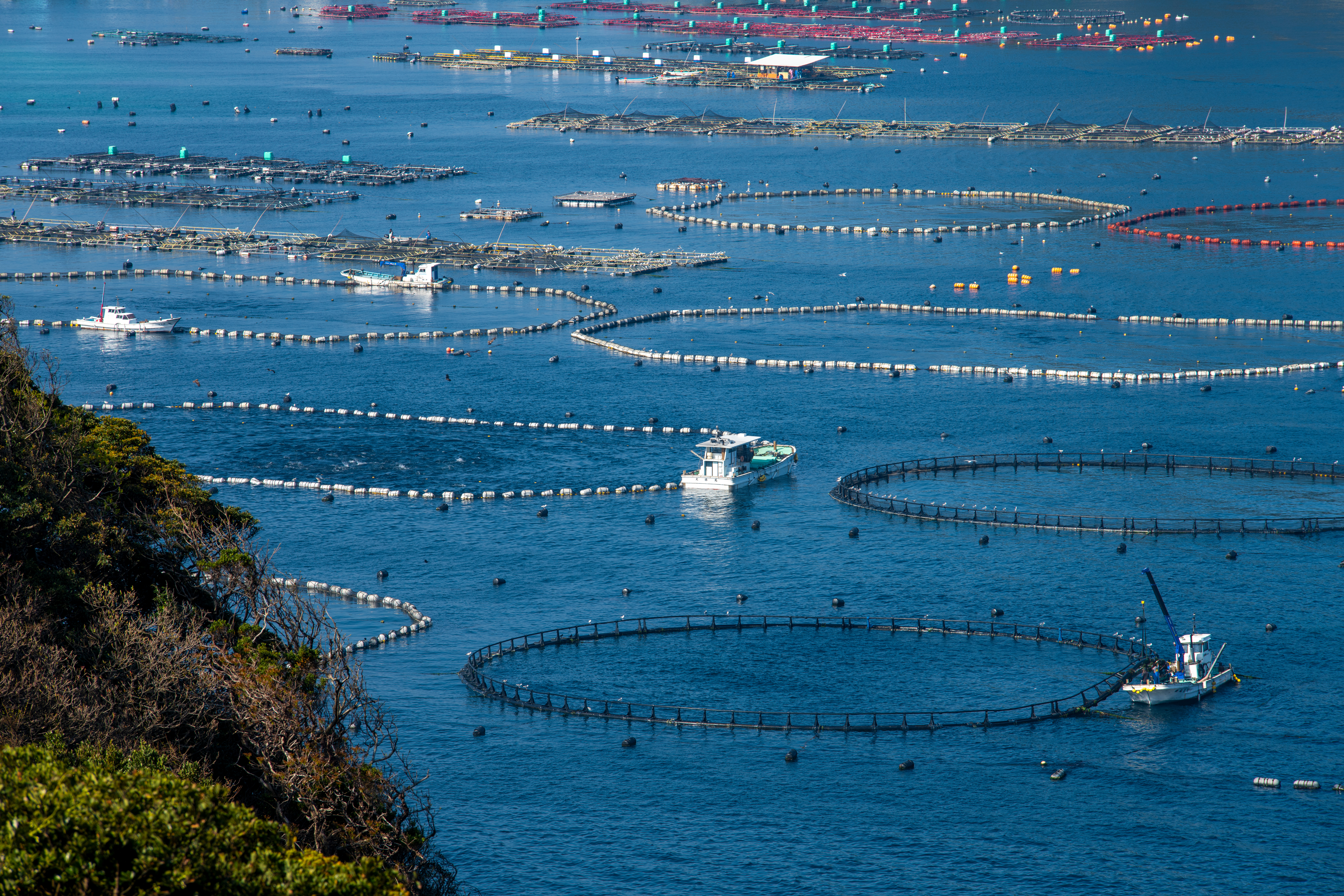 儲かるビジネス？養殖漁業で注目される魚種と経営戦略